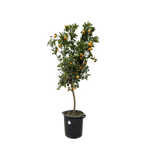 Citrus Calamondin - 200cm