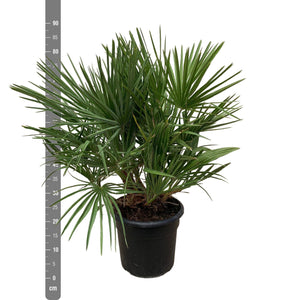 Chamaerops Humilis bush - 100cm