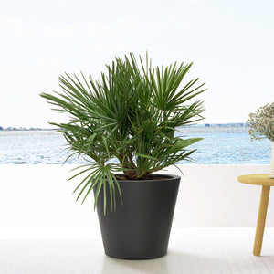 Chamaerops Humilis bush - 100cm