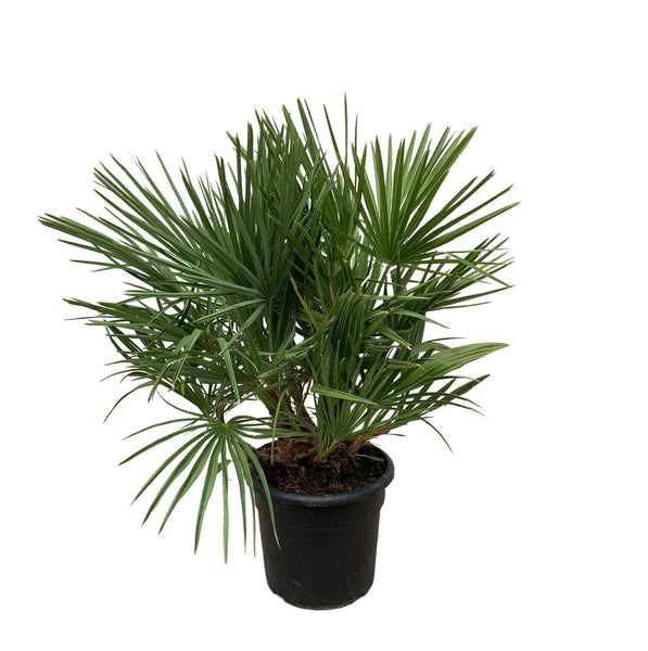 Chamaerops Humilis bush - 100cm