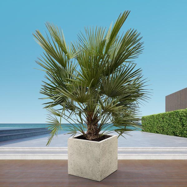 Chamaerops humilis - 150cm