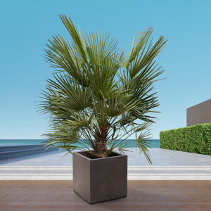 Chamaerops humilis - 150cm