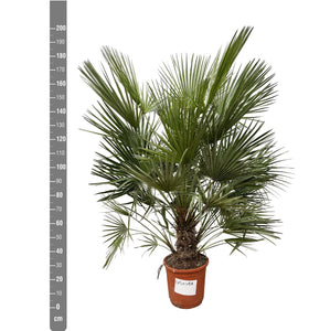 Chamaerops humilis - 150cm