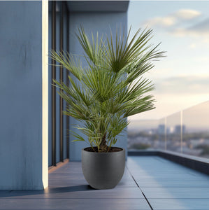 Chamaerops humilis - 150cm