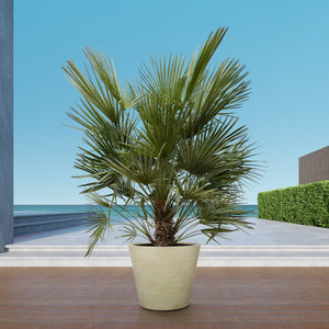 Chamaerops humilis - 150cm