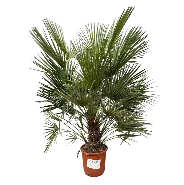 Chamaerops humilis - 150cm