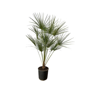 Chamaerops Humilis - 100cm