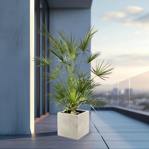 Combi deal - Chamaerops Humilis including Grigio Cube - 180cm