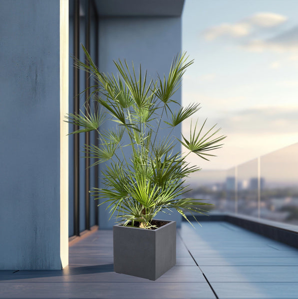 Combi deal - Chamaerops Humilis including Grigio Cube - 180cm