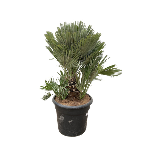 Chamaerops Humilis Vulcano compact - 120cm