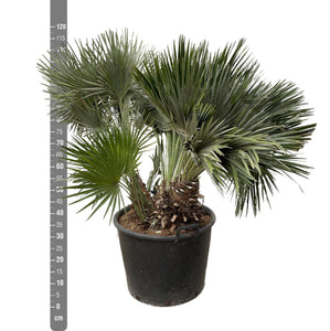 Chamaerops Humilis Vulcano - 160cm