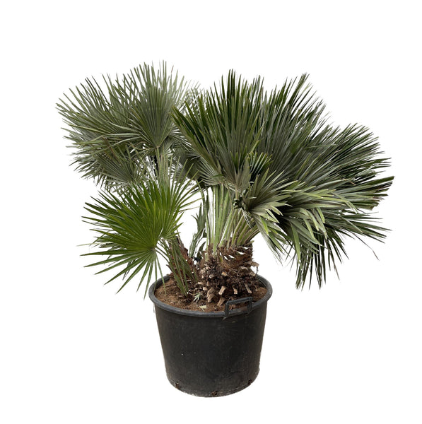 Chamaerops Humilis Vulcano - 160cm