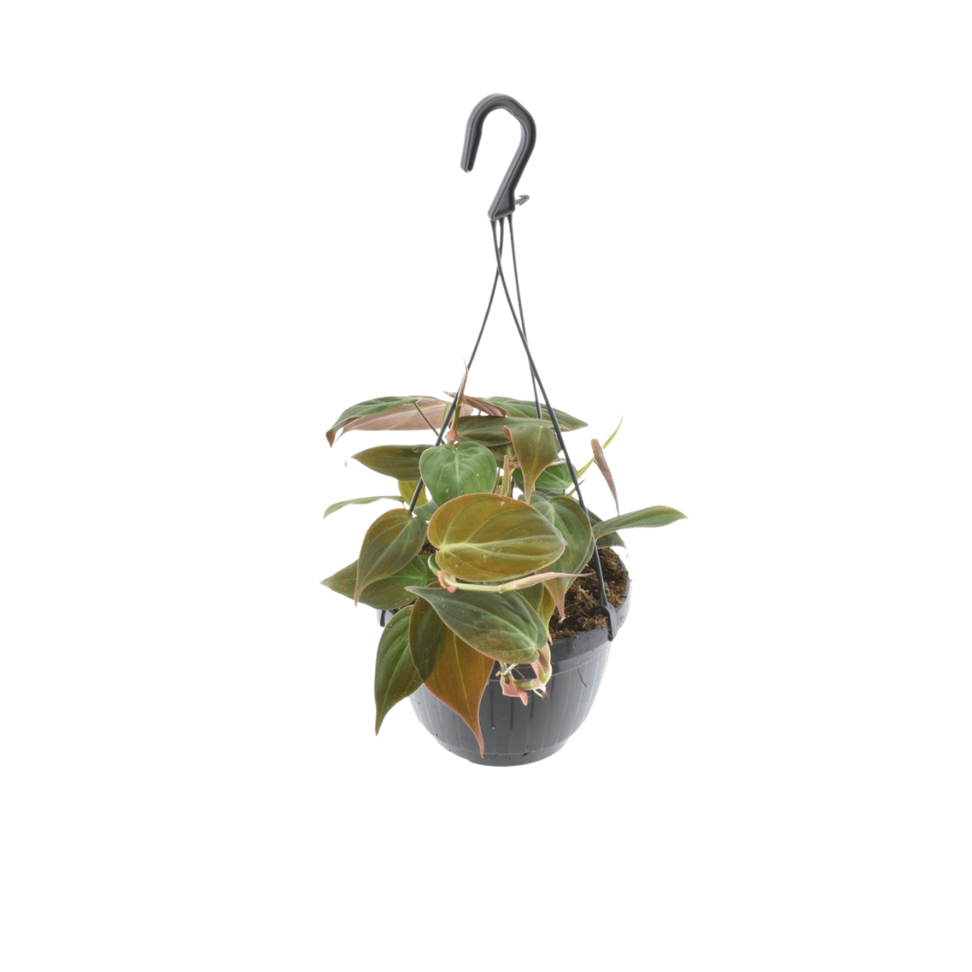 Philodendron Scandens 'Micans' hangplant | 40cm | Green Bubble