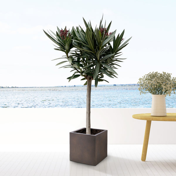 Combi deal - Nerium Oleander op stam inclusief Grigio Cube Rusty Iron 20x20 - 90cm