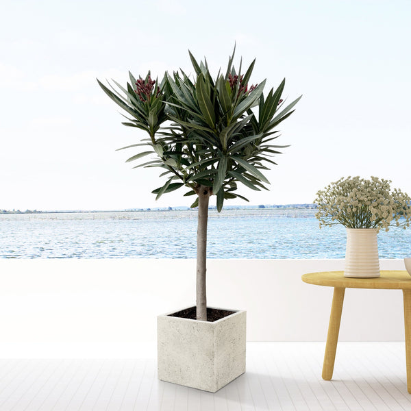 Nerium Oleander on stem including Grigio Cube - 90cm