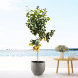 Product afbeelding 3