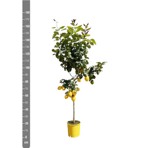 Lemon tree - 170cm