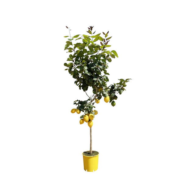 Lemon tree - 170cm