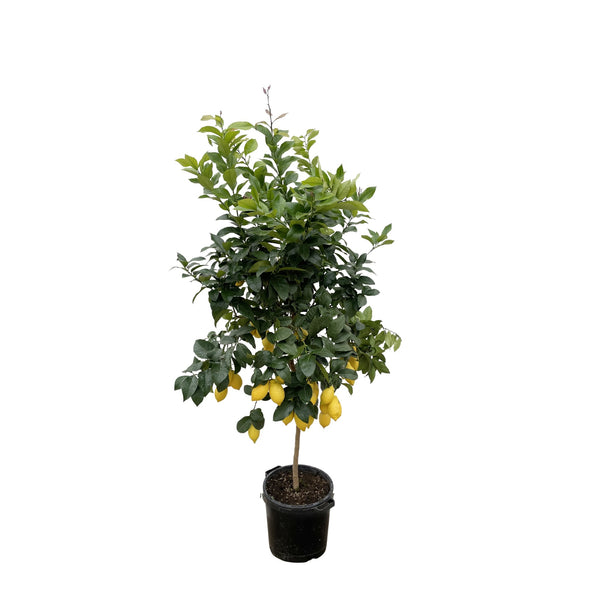 Citrus Lemon - 200cm