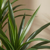 Product afbeelding 2