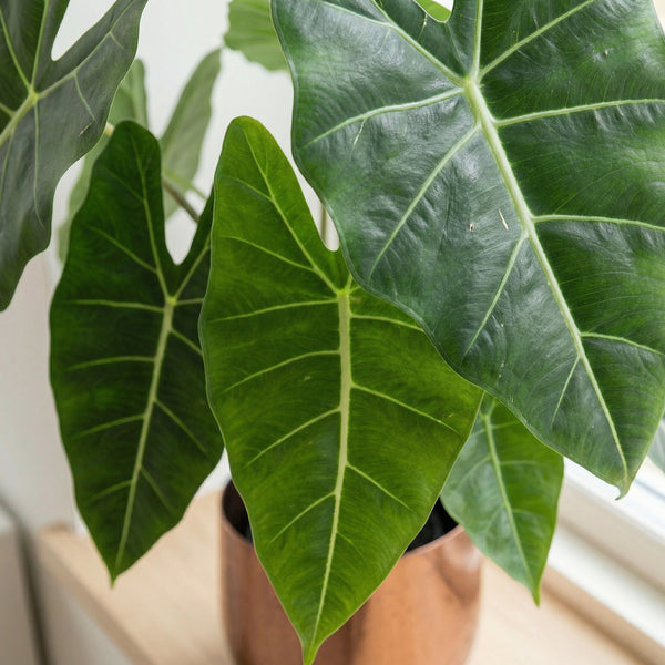 Kunst Alocasia Polly - 40cm kopen bij Green Bubble