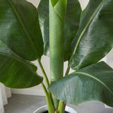 Product afbeelding 2
