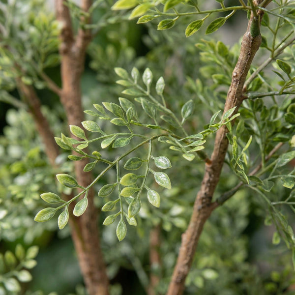 Kunst Cassia boom - 180cm