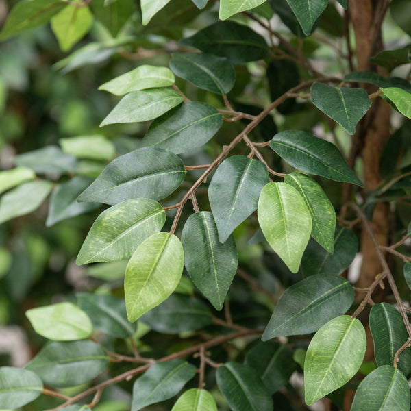 Kunst Ficus Benjamina - 180cm kopen bij Green Bubble