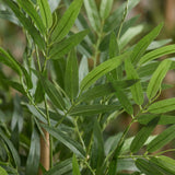 Product afbeelding 2