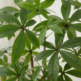 Product afbeelding 2