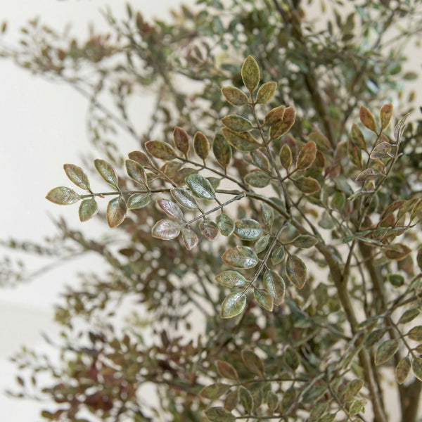 Kunst Bucida - 165cm