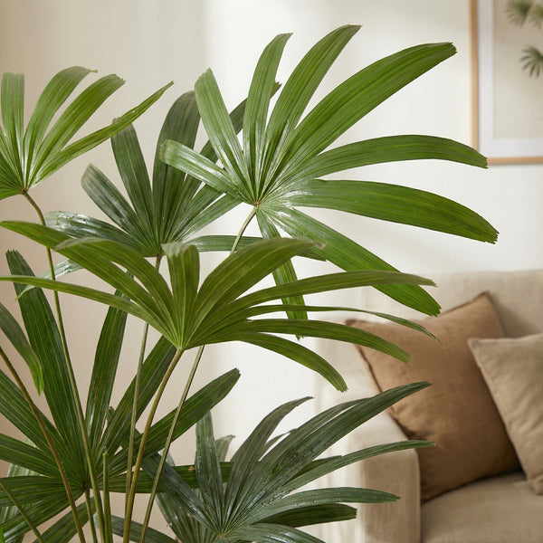 Kunst Rhapis Excelsa - 120cm