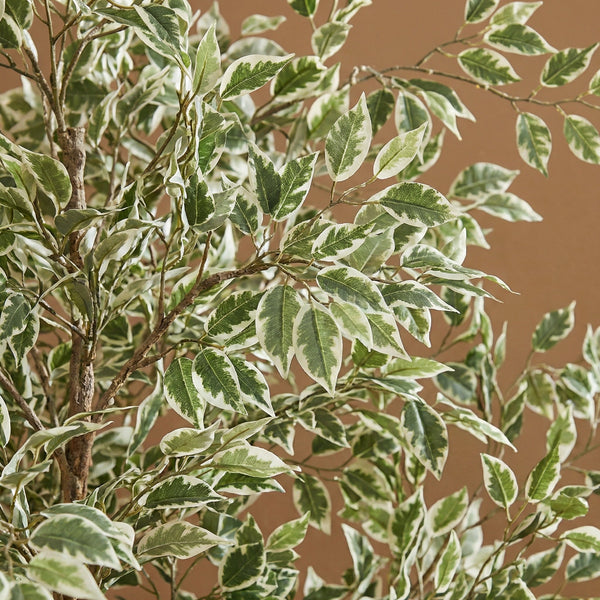 Kunst Ficus Benjamina variegata - 185cm