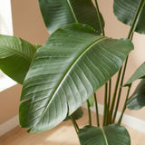 Product afbeelding 2