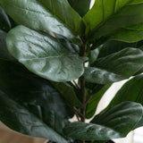 Product afbeelding 2