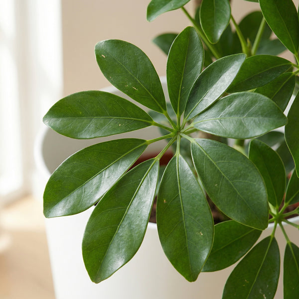 Kunst Pachira Aquatica - 150cm