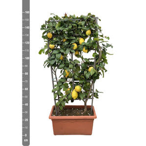 Citrus Lemon on rack - 160cm