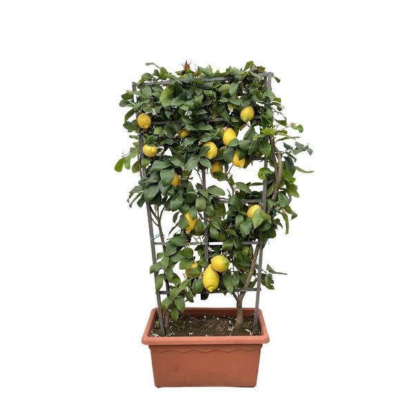 Citrus Lemon on rack - 160cm