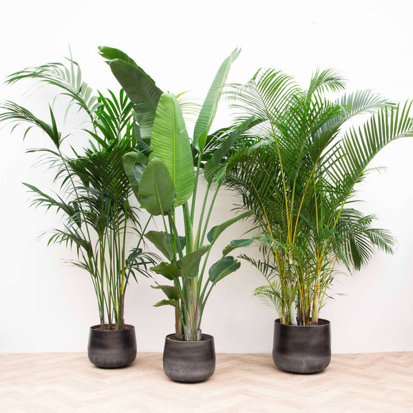 Combi deal XXL- Kentia, Strelitzia Augusta multi stam, Areca