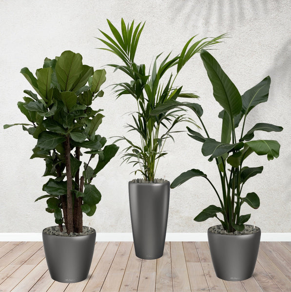 Kombi-Angebot - Ficus Lyrata verzweigt 170 cm - Kentia-Palme 170 cm - Strelitzia Nicolai 170 cm inklusive selbstbewässernde-Töpfe