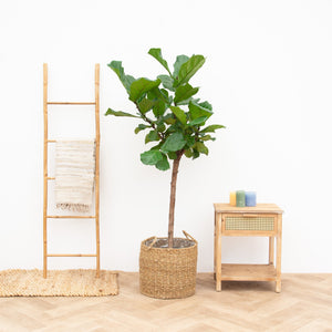 Combi deal - Ficus Lyrata boom XL inclusief mand jack - 170cm