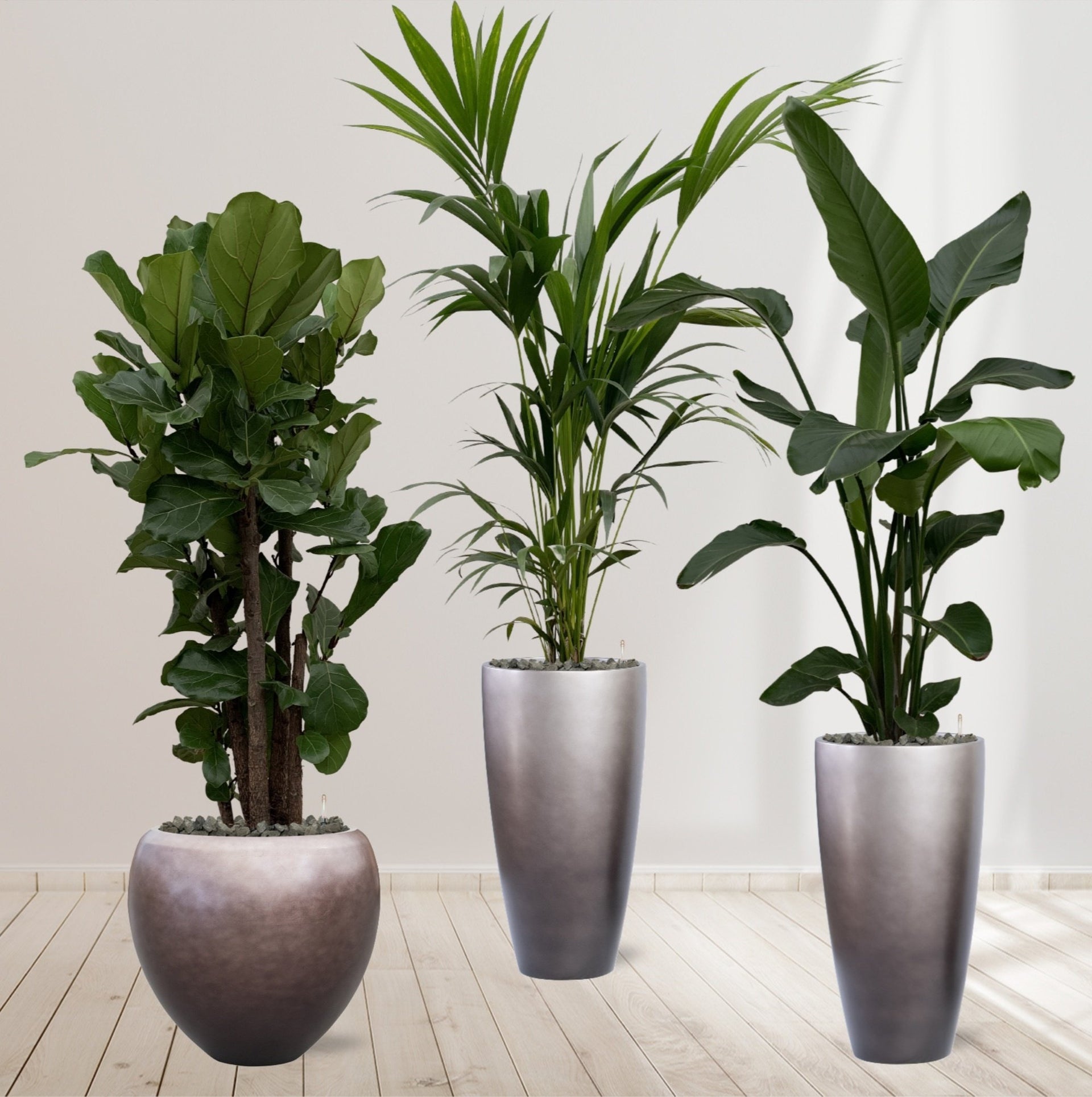 hoge pot met plant Combi deal | Ficus Lyrata branched 180 cm | Kentia palm 170 cm | Strelitzia Nicolai 180 cm incl. Anthracite pots