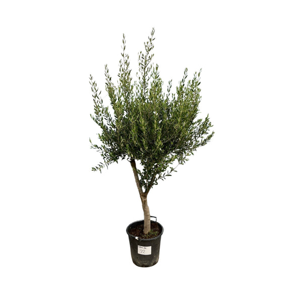 Kombi-Angebot - Olijfboom Olea Europaea Kultivierung inklusief Topf Block - 210cm