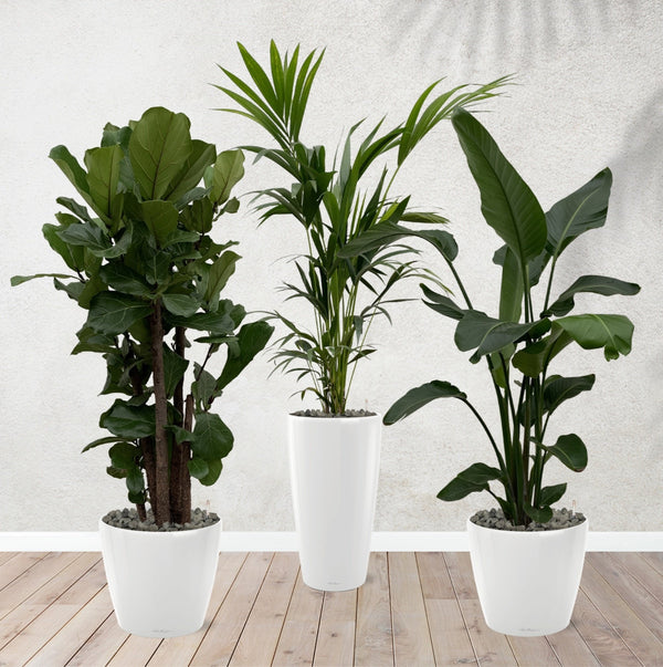 Combi deal - Ficus Lyrata branched 180 cm - Kentia palm 170 cm - Strelitzia Nicolai 170 cm including self-watering pots kopen bij Green Bubble