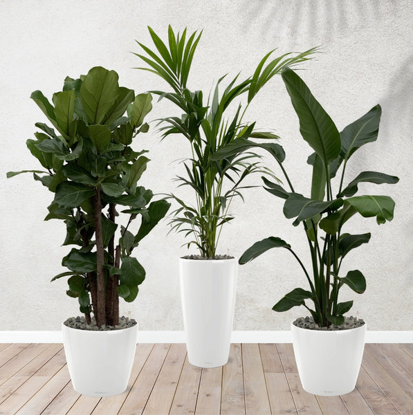 Kombi-Angebot - Ficus Lyrata verzweigt 170 cm - Kentia-Palme 170 cm - Strelitzia Nicolai 170 cm inklusive selbstbewässernde-Töpfe