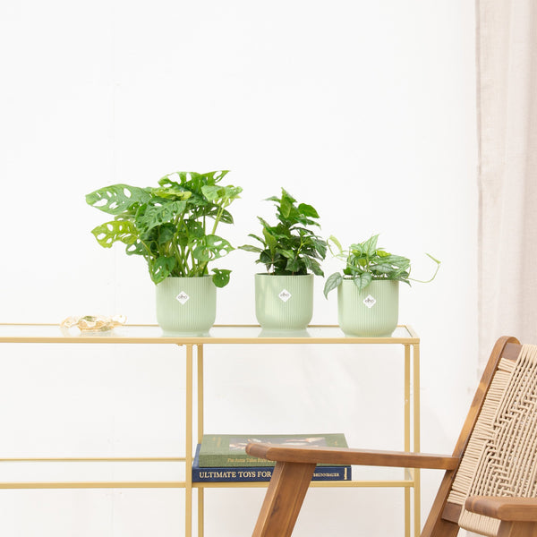 Kombi-Angebot - Jungle-Juwelen kopen bij Green Bubble
