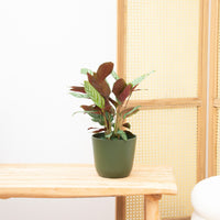 Calathea Compactstar - 70 cm