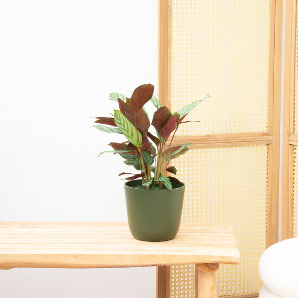 Calathea Compactstar - 70cm kopen bij Green Bubble