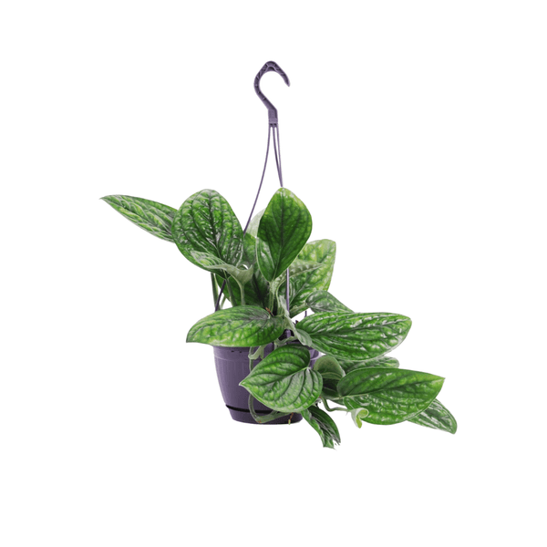 Epipremnum pinnatum 'Marble Planet' hangplant - 40 cm