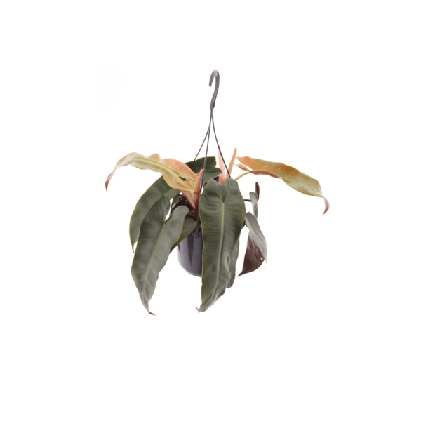 Philodendron Atabapoense Silver hangplant - 30cm